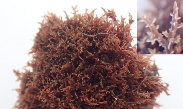 Discovering four new species for the Vietnamese seaweed list